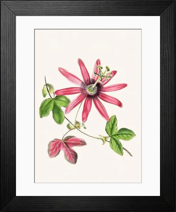Framed Print : Colorful Flowers: vintage-style flower illustration on a light beige background Framed Print : Colorful Flowers: vintage-style flower illustration on a light beige background