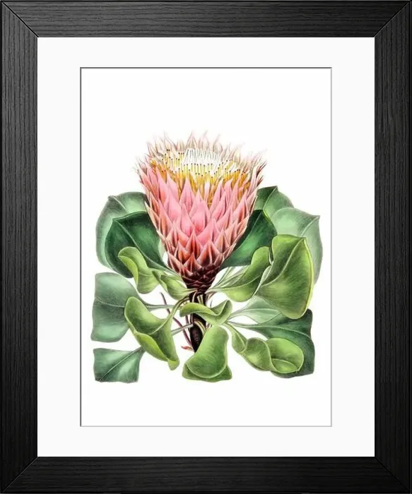 Framed Print : Colorful Flowers: vintage-style flower illustration on a white background Framed Print : Colorful Flowers: vintage-style flower illustration on a white background