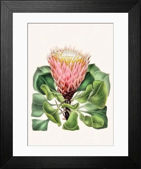 Framed Print : Colorful Flowers: vintage-style flower illustration on a light beige background Framed Print : Colorful Flowers: vintage-style flower illustration on a light beige background
