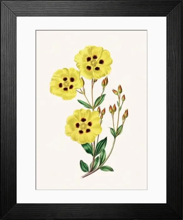 Framed Print : Colorful Flowers: vintage-style flower illustration on a light beige background Framed Print : Colorful Flowers: vintage-style flower illustration on a light beige background