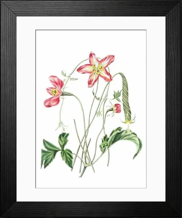 Framed Print : Colorful Flowers: vintage-style flower illustration on a white background Framed Print : Colorful Flowers: vintage-style flower illustration on a white background