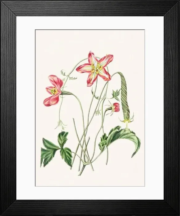 Framed Print : Colorful Flowers: vintage-style flower illustration on a light beige background Framed Print : Colorful Flowers: vintage-style flower illustration on a light beige background
