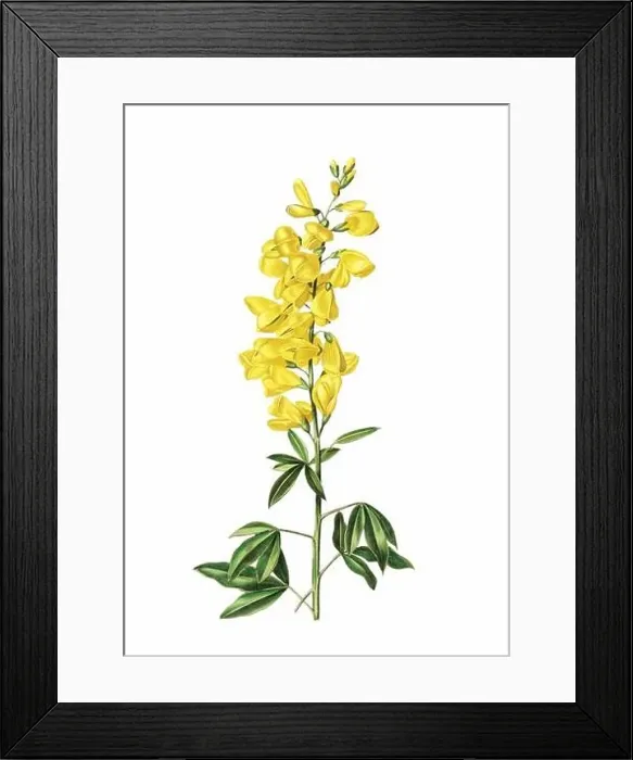 Framed Print : Colorful Flowers: vintage-style flower illustration on a white background