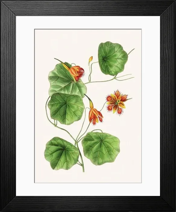 Framed Print : Colorful Flowers: vintage-style flower illustration on a light beige background Framed Print : Colorful Flowers: vintage-style flower illustration on a light beige background