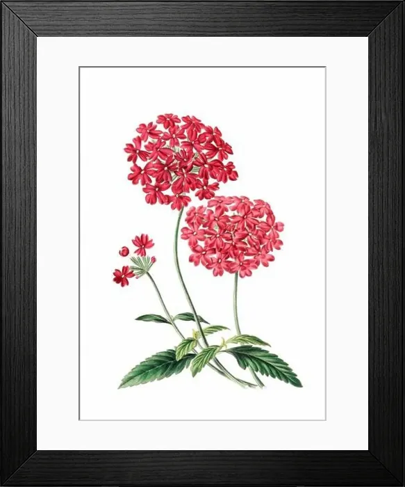 Framed Print : Colorful Flowers: vintage-style flower illustration on a white background Framed Print : Colorful Flowers: vintage-style flower illustration on a white background