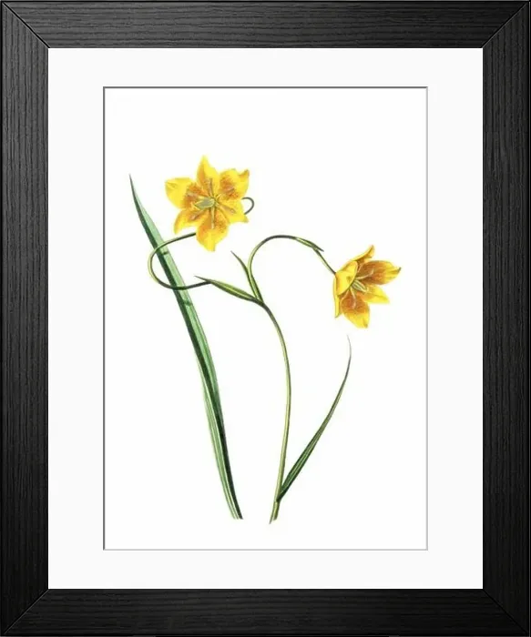 Framed Print : Colorful Flowers: vintage-style flower illustration on a white background