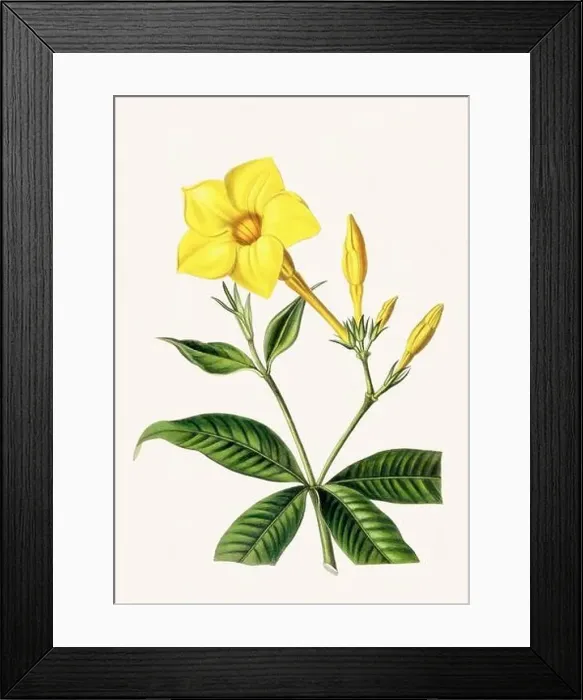 Framed Print : Colorful Flowers: vintage-style flower illustration on a light beige background Framed Print : Colorful Flowers: vintage-style flower illustration on a light beige background