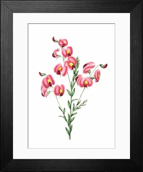 Framed Print : Colorful Flowers: vintage-style flower illustration on a white background Framed Print : Colorful Flowers: vintage-style flower illustration on a white background