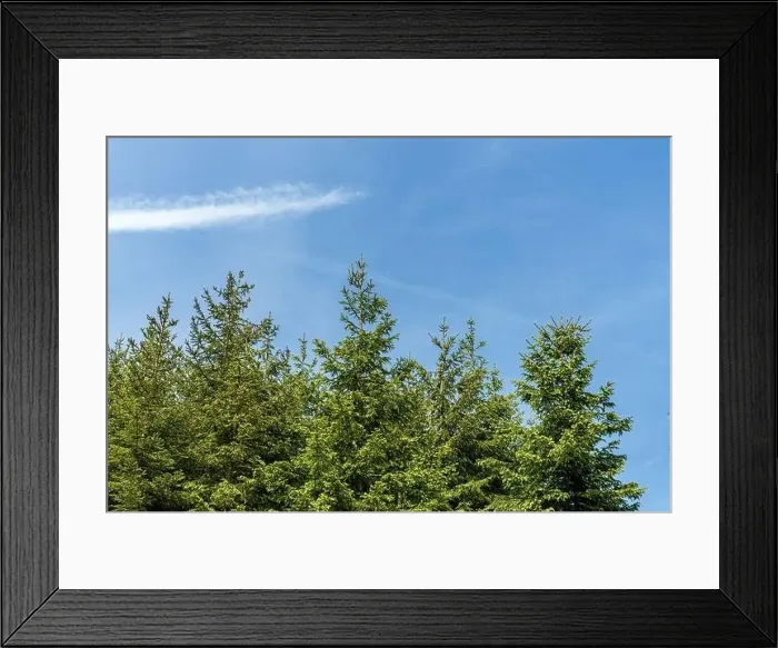 Framed Print : A tall tree stands against a clear blue sky Framed Print : A tall tree stands against a clear blue sky