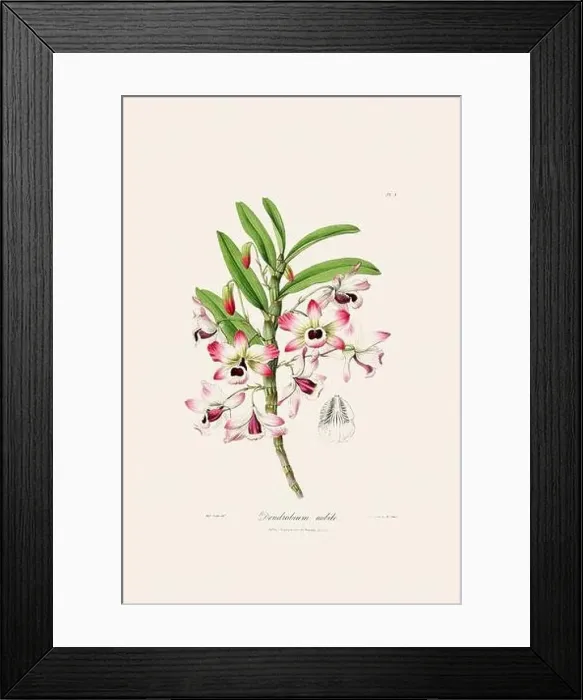 Framed Print : Antique botanical illustration of a blooming orchid plant from a 19th-century book. Circa 1830 Framed Print : Antique botanical illustration of a blooming orchid plant from a 19th-century book. Circa 1830