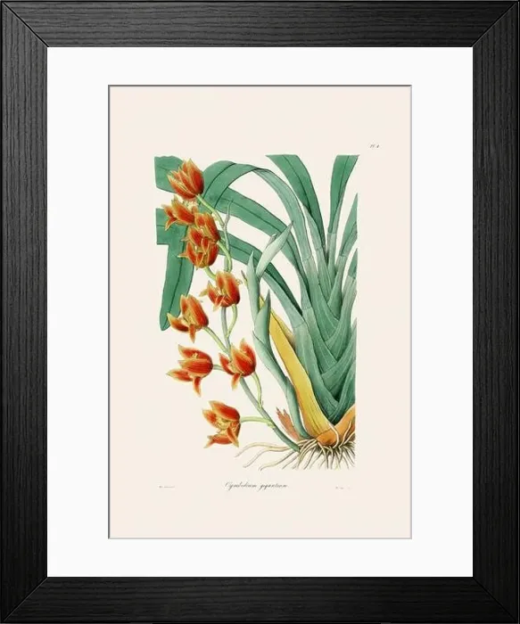 Framed Print : Antique botanical illustration of a blooming orchid plant from a 19th-century book. Circa 1830 Framed Print : Antique botanical illustration of a blooming orchid plant from a 19th-century book. Circa 1830