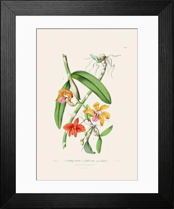 Framed Print : Antique botanical illustration of a blooming orchid plant from a 19th-century book. Circa 1830 Framed Print : Antique botanical illustration of a blooming orchid plant from a 19th-century book. Circa 1830