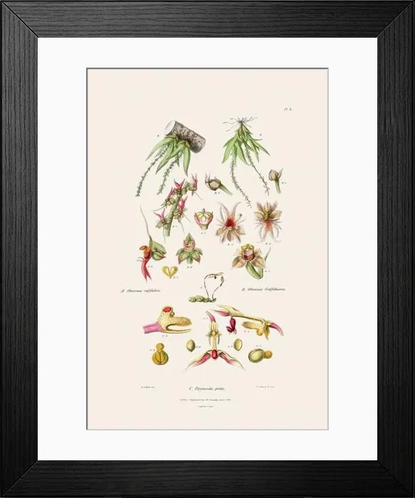 Framed Print : Antique botanical illustration of a blooming orchid plant from a 19th-century book. Circa 1830