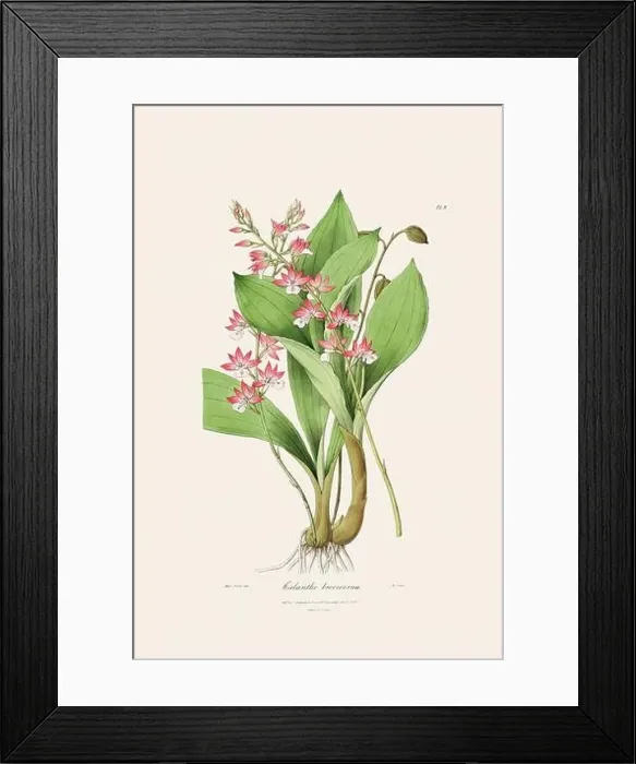 Framed Print : Antique botanical illustration of a blooming orchid plant from a 19th-century book. Circa 1830 Framed Print : Antique botanical illustration of a blooming orchid plant from a 19th-century book. Circa 1830