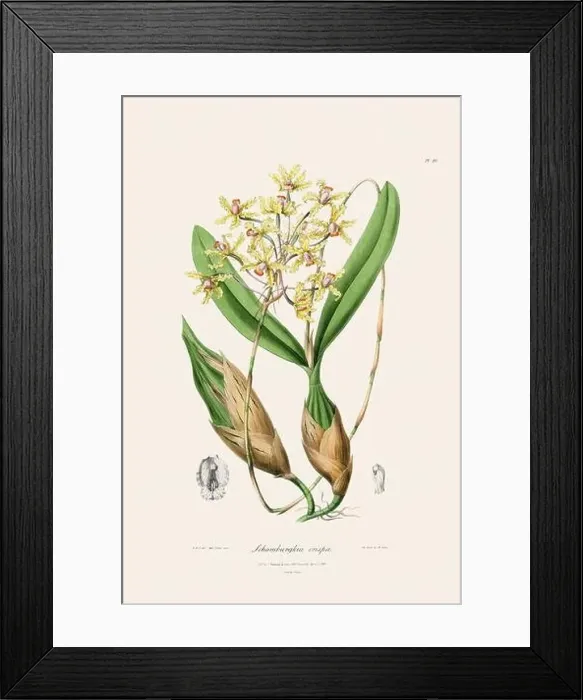 Framed Print : Antique botanical illustration of a blooming orchid plant from a 19th-century book. Circa 1830 Framed Print : Antique botanical illustration of a blooming orchid plant from a 19th-century book. Circa 1830