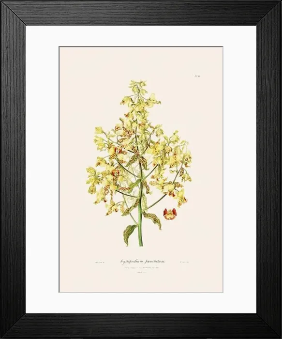 Framed Print : Antique botanical illustration of a blooming orchid plant from a 19th-century book. Circa 1830 Framed Print : Antique botanical illustration of a blooming orchid plant from a 19th-century book. Circa 1830