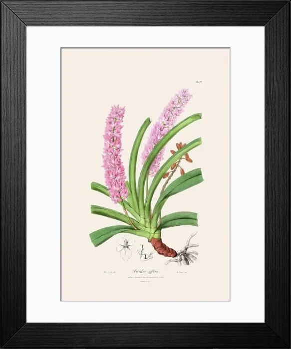 Framed Print : Antique botanical illustration of a blooming orchid plant from a 19th-century book. Circa 1830 Framed Print : Antique botanical illustration of a blooming orchid plant from a 19th-century book. Circa 1830