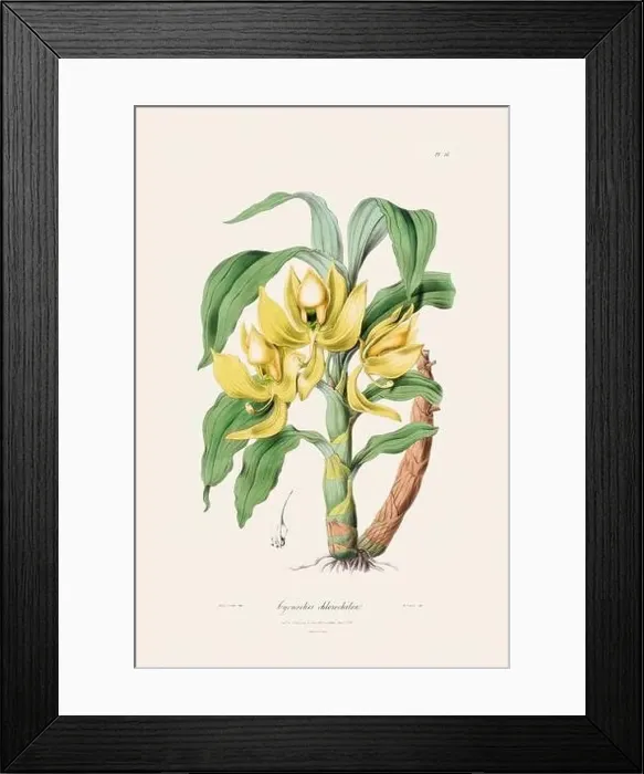 Framed Print : Antique botanical illustration of a blooming orchid plant from a 19th-century book. Circa 1830 Framed Print : Antique botanical illustration of a blooming orchid plant from a 19th-century book. Circa 1830