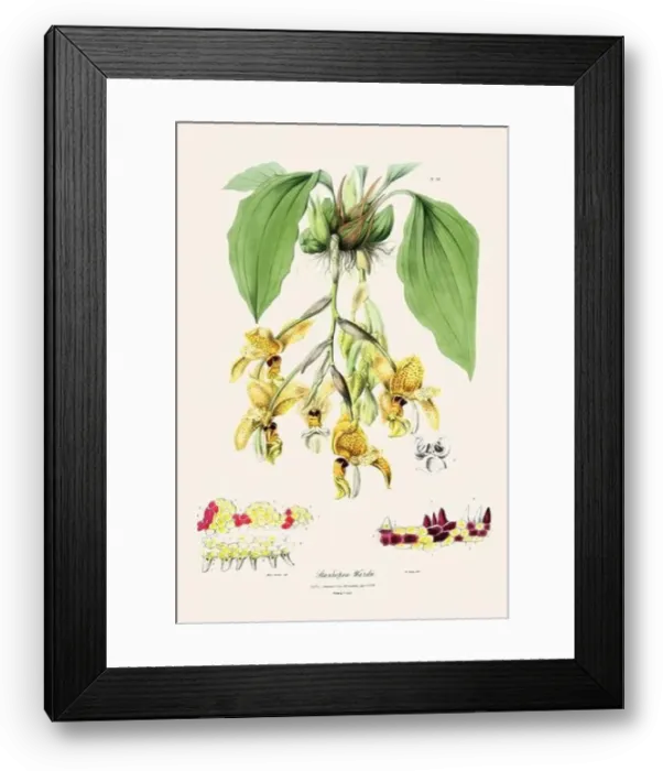 Framed Print : Antique botanical illustration of a blooming orchid plant from a 19th-century book. Circa 1830 Framed Print : Antique botanical illustration of a blooming orchid plant from a 19th-century book. Circa 1830