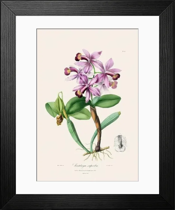 Framed Print : Antique botanical illustration of a blooming orchid plant from a 19th-century book. Circa 1830 Framed Print : Antique botanical illustration of a blooming orchid plant from a 19th-century book. Circa 1830