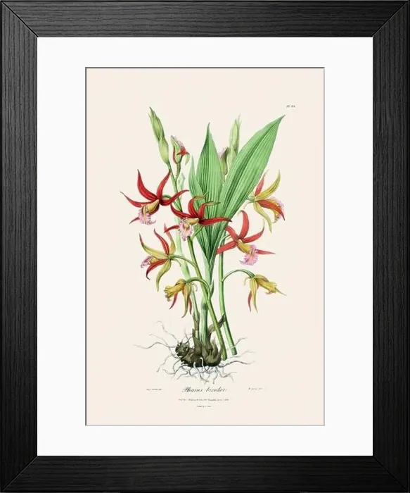 Framed Print : Antique botanical illustration of a blooming orchid plant from a 19th-century book. Circa 1830 Framed Print : Antique botanical illustration of a blooming orchid plant from a 19th-century book. Circa 1830