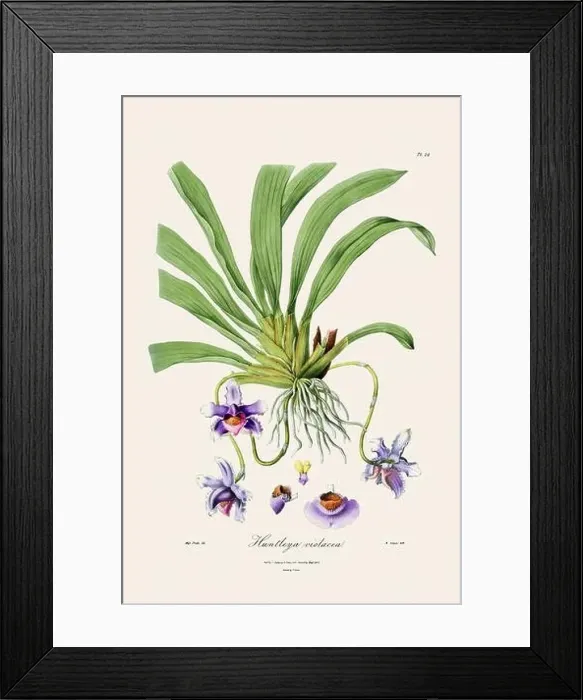 Framed Print : Antique botanical illustration of a blooming orchid plant from a 19th-century book. Circa 1830 Framed Print : Antique botanical illustration of a blooming orchid plant from a 19th-century book. Circa 1830