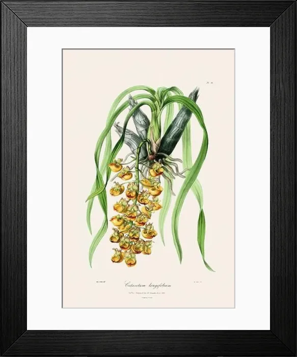 Framed Print : Antique botanical illustration of a blooming orchid plant from a 19th-century book. Circa 1830 Framed Print : Antique botanical illustration of a blooming orchid plant from a 19th-century book. Circa 1830