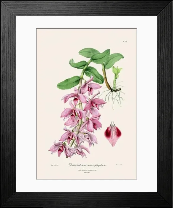 Framed Print : Antique botanical illustration of a blooming orchid plant from a 19th-century book. Circa 1830 Framed Print : Antique botanical illustration of a blooming orchid plant from a 19th-century book. Circa 1830