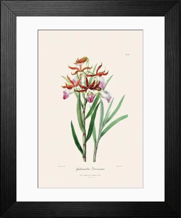 Framed Print : Antique botanical illustration of a blooming orchid plant from a 19th-century book. Circa 1830 Framed Print : Antique botanical illustration of a blooming orchid plant from a 19th-century book. Circa 1830