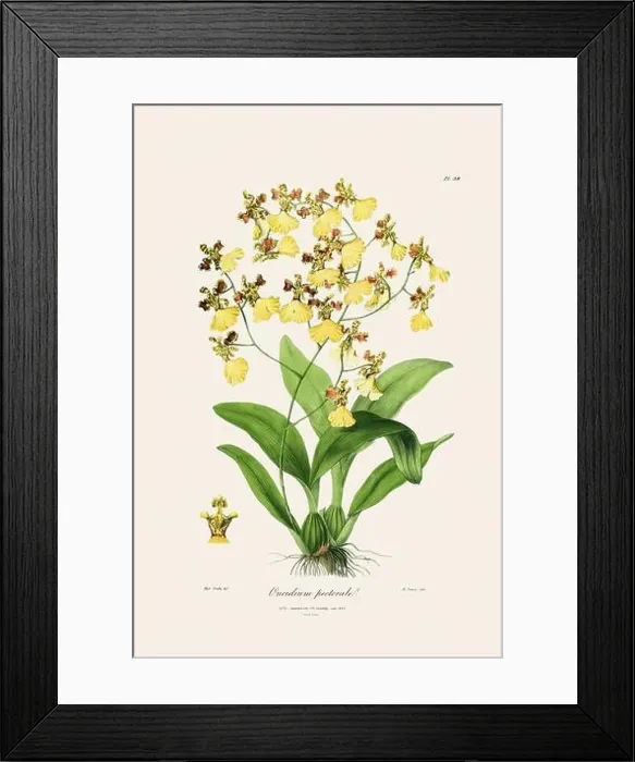 Framed Print : Antique botanical illustration of a blooming orchid plant from a 19th-century book. Circa 1830 Framed Print : Antique botanical illustration of a blooming orchid plant from a 19th-century book. Circa 1830