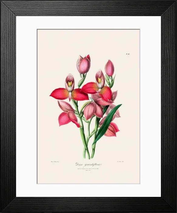 Framed Print : Antique botanical illustration of a blooming orchid plant from a 19th-century book. Circa 1830 Framed Print : Antique botanical illustration of a blooming orchid plant from a 19th-century book. Circa 1830