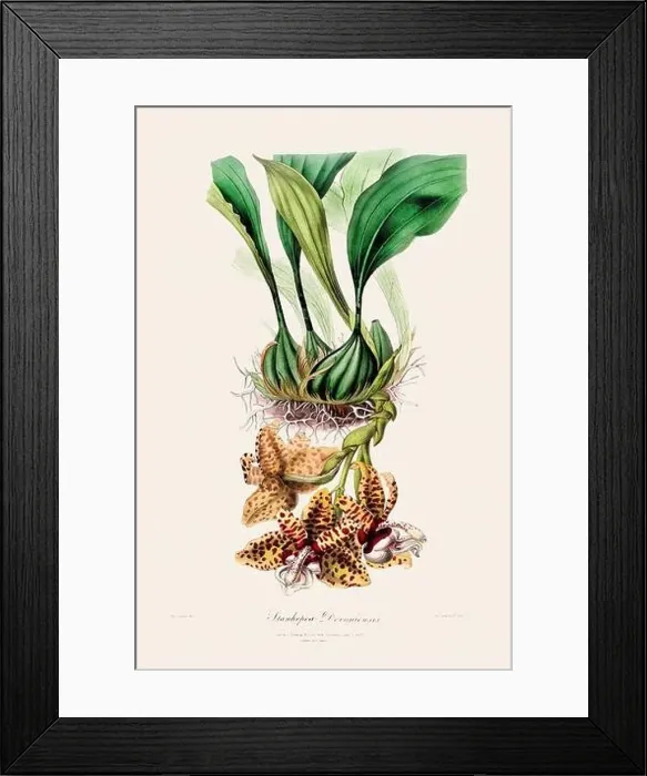 Framed Print : Antique botanical illustration of a blooming orchid plant from a 19th-century book. Circa 1830 Framed Print : Antique botanical illustration of a blooming orchid plant from a 19th-century book. Circa 1830
