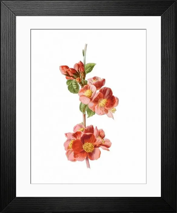 Framed Print : Beautiful blooming flowers illustration. Digital watercolor with vintage inspiration on a white background Framed Print : Beautiful blooming flowers illustration. Digital watercolor with vintage inspiration on a white background