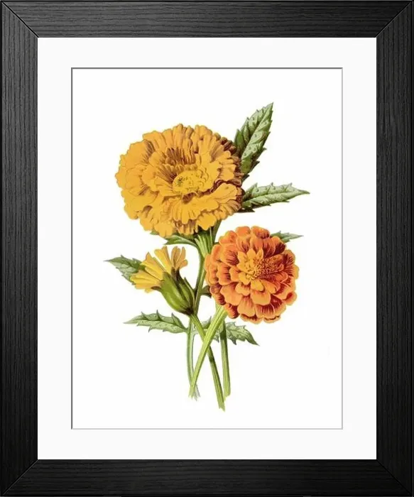 Framed Print : Beautiful blooming flowers illustration. Digital watercolor with vintage inspiration on a white background Framed Print : Beautiful blooming flowers illustration. Digital watercolor with vintage inspiration on a white background