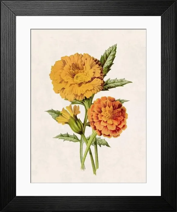 Framed Print : Beautiful blooming flowers illustration. Digital watercolor with vintage inspiration on a grunge beige background Framed Print : Beautiful blooming flowers illustration. Digital watercolor with vintage inspiration on a grunge beige background