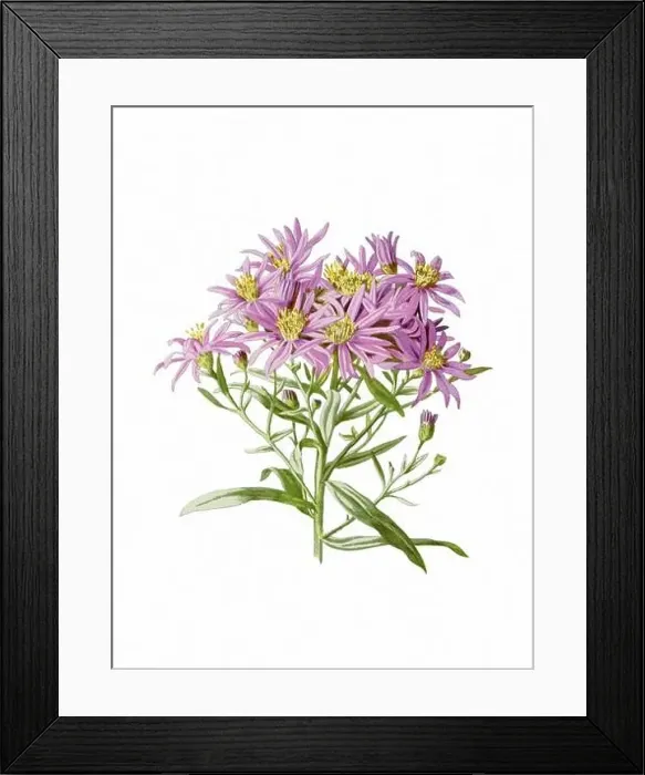 Framed Print : Beautiful blooming flowers illustration. Digital watercolor with vintage inspiration on a white background Framed Print : Beautiful blooming flowers illustration. Digital watercolor with vintage inspiration on a white background