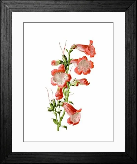 Framed Print : Beautiful blooming flower illustration. Digital watercolor with vintage inspiration on a white background Framed Print : Beautiful blooming flower illustration. Digital watercolor with vintage inspiration on a white background