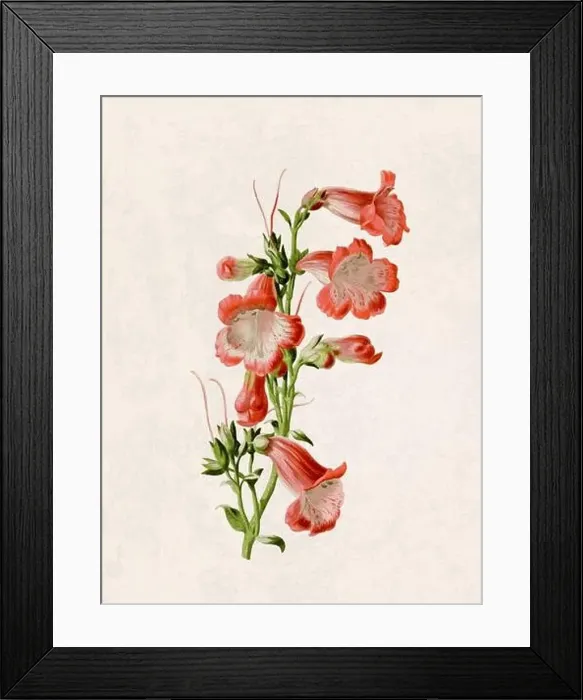 Framed Print : Beautiful blooming flowers illustration. Digital watercolor with vintage inspiration on a grunge beige background Framed Print : Beautiful blooming flowers illustration. Digital watercolor with vintage inspiration on a grunge beige background