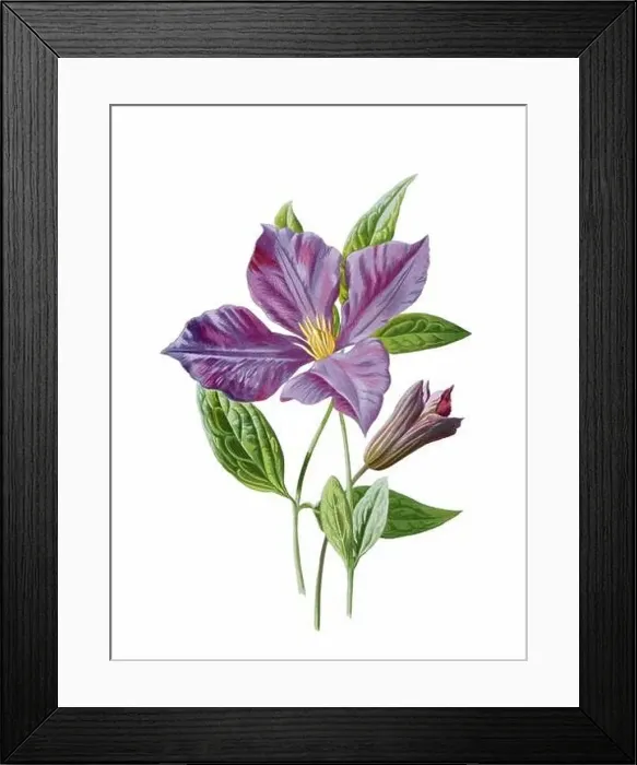 Framed Print : Beautiful blooming flower illustration. Digital watercolor with vintage inspiration on a white background Framed Print : Beautiful blooming flower illustration. Digital watercolor with vintage inspiration on a white background