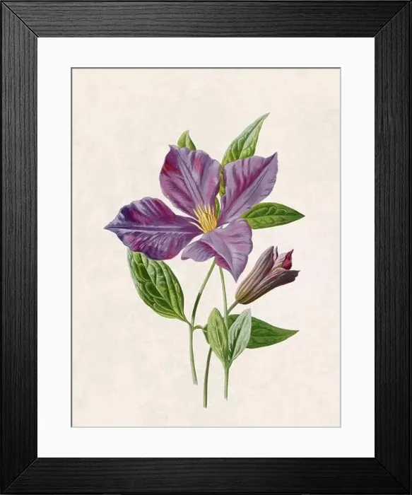 Framed Print : Beautiful blooming flower illustration. Digital watercolor with vintage inspiration on a grunge beige background Framed Print : Beautiful blooming flower illustration. Digital watercolor with vintage inspiration on a grunge beige background