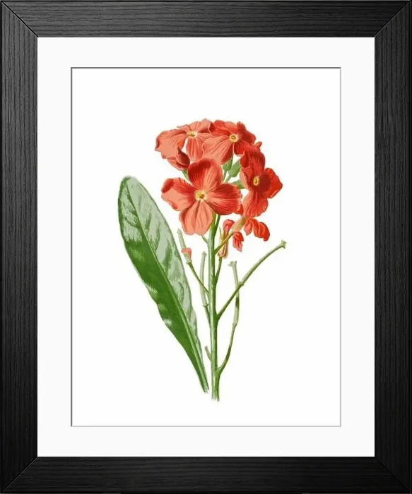 Framed Print : Beautiful blooming flowers illustration. Digital watercolor with vintage inspiration on a white background Framed Print : Beautiful blooming flowers illustration. Digital watercolor with vintage inspiration on a white background