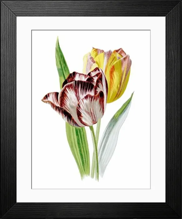 Framed Print : Beautiful blooming flowers illustration. Digital watercolor with vintage inspiration on a white background Framed Print : Beautiful blooming flowers illustration. Digital watercolor with vintage inspiration on a white background