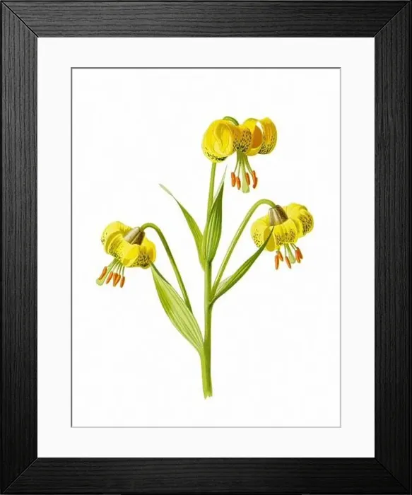 Framed Print : Beautiful blooming flowers illustration. Digital watercolor with vintage inspiration on a white background Framed Print : Beautiful blooming flowers illustration. Digital watercolor with vintage inspiration on a white background