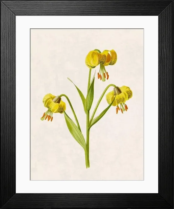 Framed Print : Beautiful blooming flowers illustration. Digital watercolor with vintage inspiration on a grunge beige background Framed Print : Beautiful blooming flowers illustration. Digital watercolor with vintage inspiration on a grunge beige background