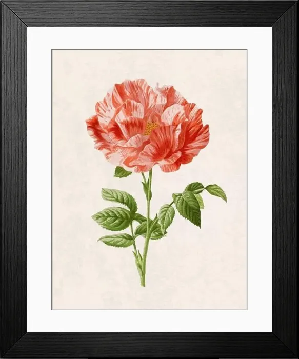 Framed Print : Beautiful blooming flower illustration. Digital watercolor with vintage inspiration on a grunge beige background Framed Print : Beautiful blooming flower illustration. Digital watercolor with vintage inspiration on a grunge beige background