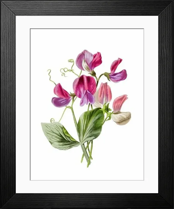 Framed Print : Beautiful blooming flowers illustration. Digital watercolor with vintage inspiration on a white background Framed Print : Beautiful blooming flowers illustration. Digital watercolor with vintage inspiration on a white background