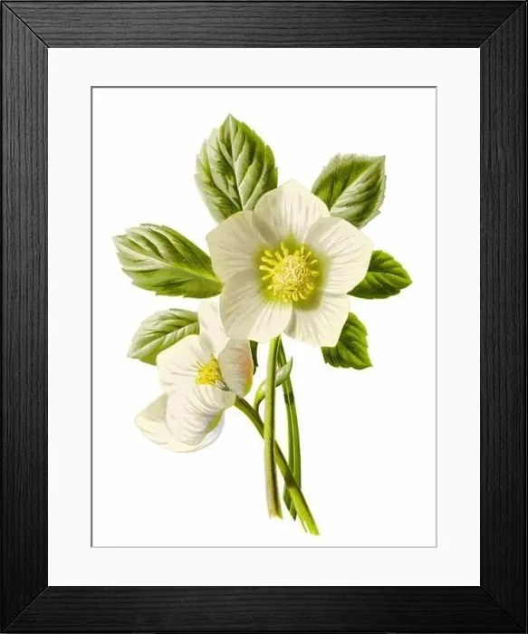 Framed Print : Beautiful blooming flowers illustration. Digital watercolor with vintage inspiration on a white background Framed Print : Beautiful blooming flowers illustration. Digital watercolor with vintage inspiration on a white background