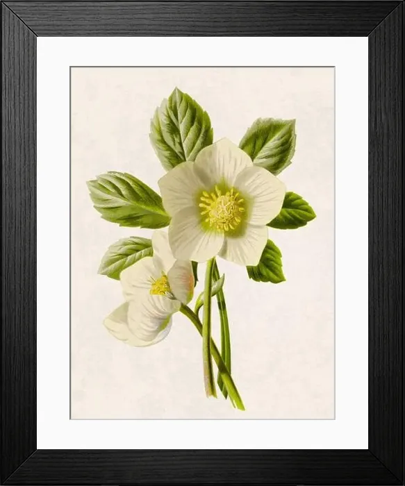 Framed Print : Beautiful blooming flowers illustration. Digital watercolor with vintage inspiration on a grunge beige background Framed Print : Beautiful blooming flowers illustration. Digital watercolor with vintage inspiration on a grunge beige background