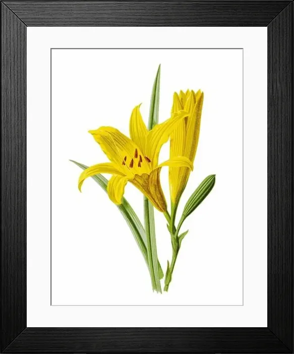 Framed Print : Beautiful blooming flowers illustration. Digital watercolor with vintage inspiration on a white background Framed Print : Beautiful blooming flowers illustration. Digital watercolor with vintage inspiration on a white background