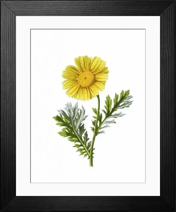 Framed Print : Beautiful blooming flower illustration. Digital watercolor with vintage inspiration on a white background Framed Print : Beautiful blooming flower illustration. Digital watercolor with vintage inspiration on a white background